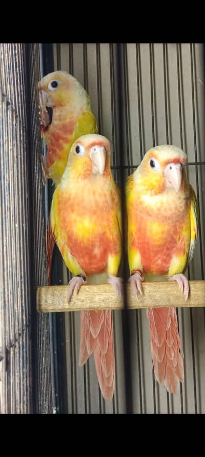 Suncheek, Blue Turquoise, Sunconure Lovebirds