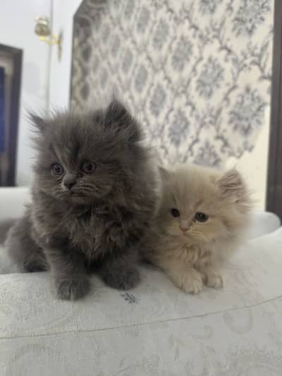 kittens