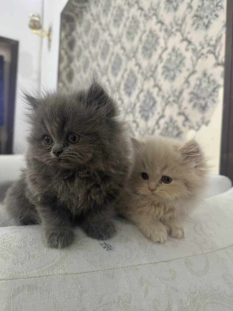kittens 0