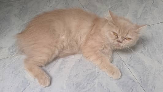 Persian Cat For Sale  Healthy • Playful • Cute  Serious buyers