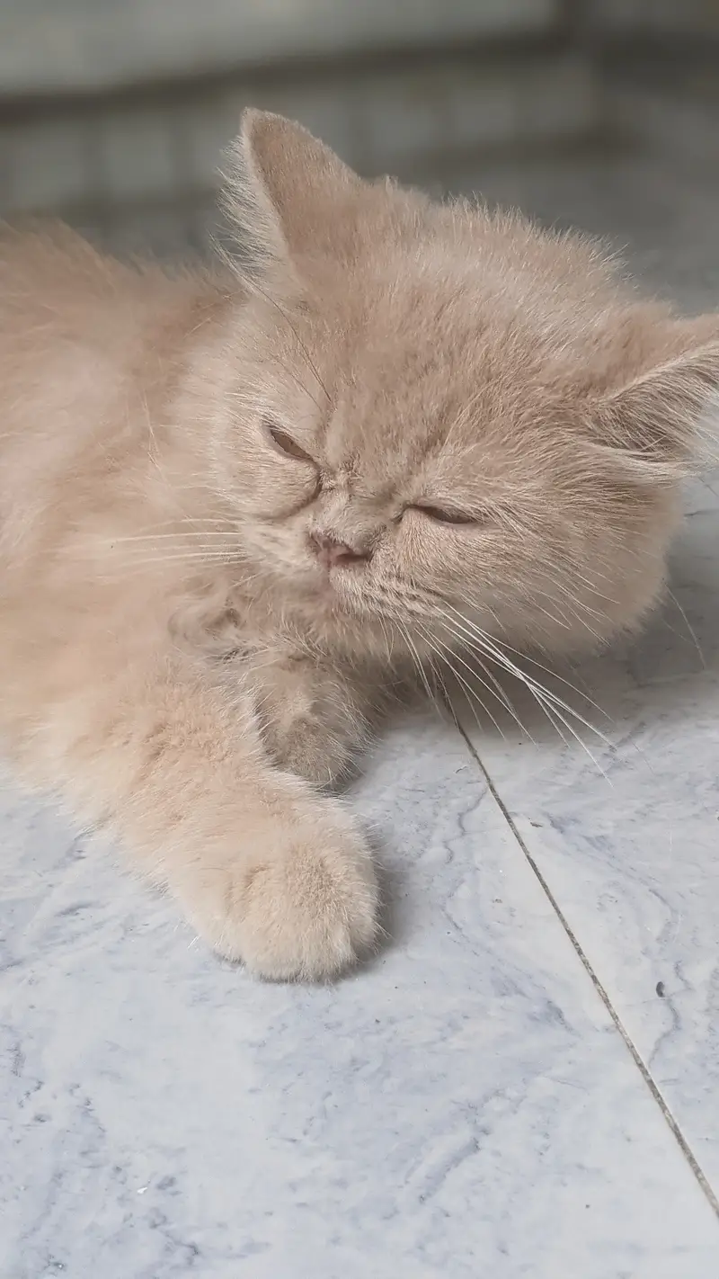 Persian Cat For Sale  Healthy • Playful • Cute  Serious buyers — photo 2