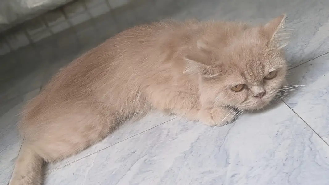 Persian Cat For Sale  Healthy • Playful • Cute  Serious buyers — photo 4