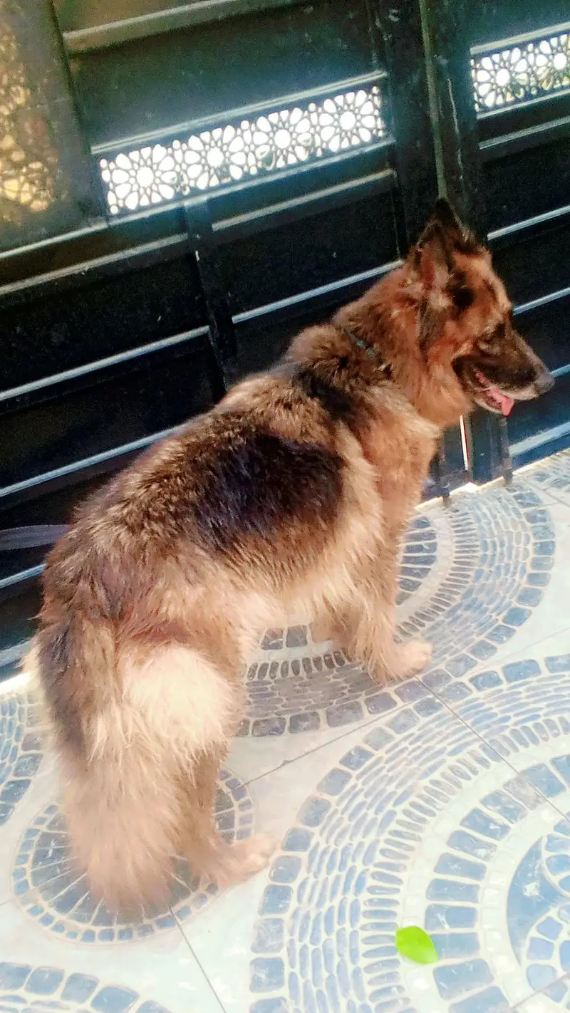 German shepherd female cross — photo 2