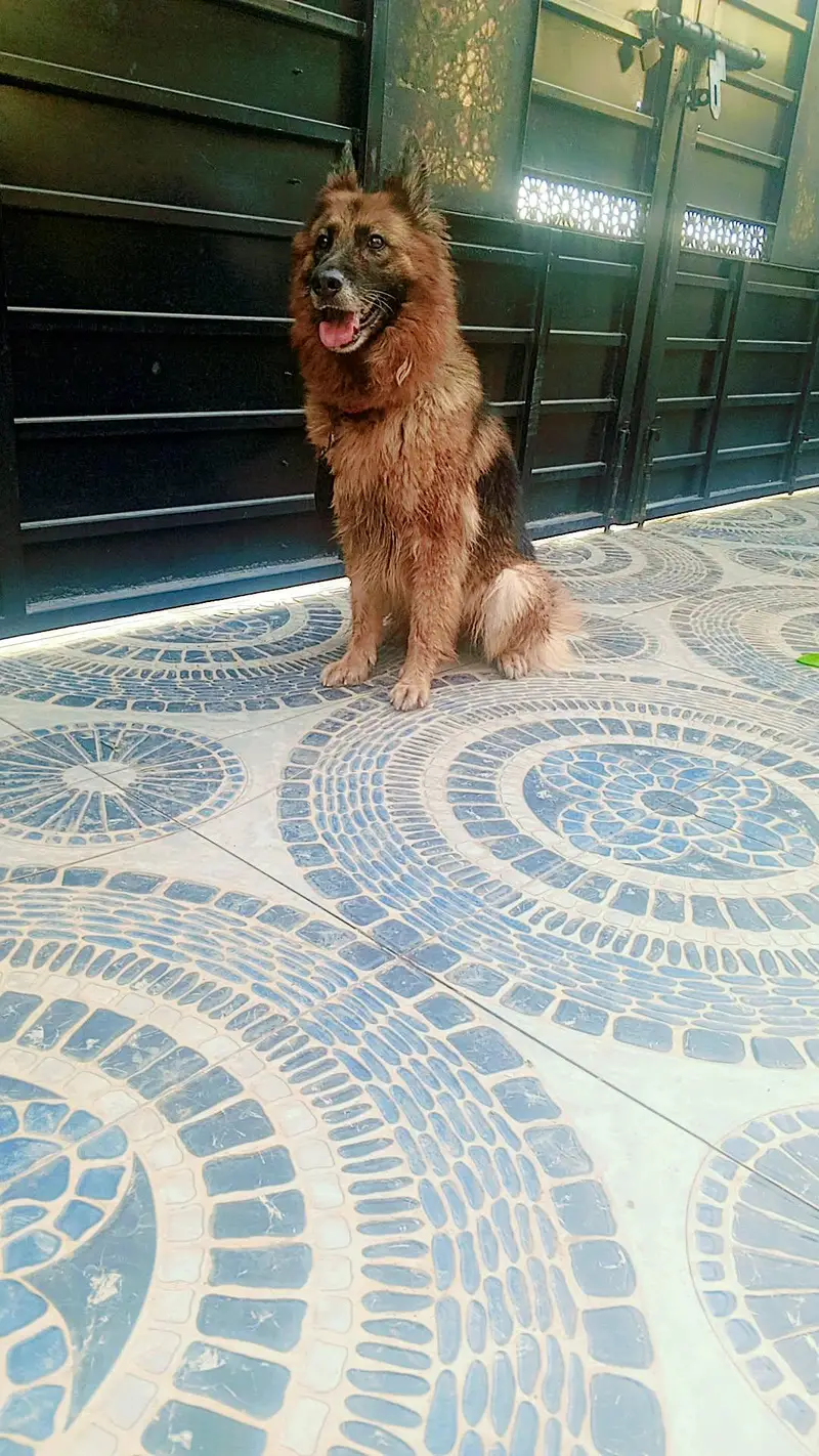 German shepherd female cross — photo 3