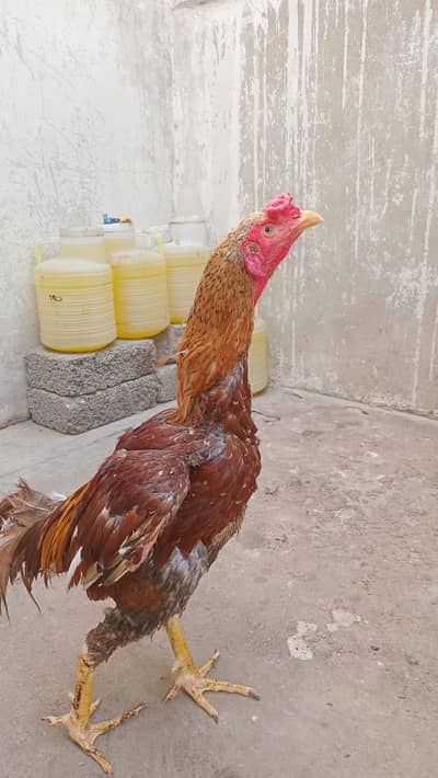 Aseel murga