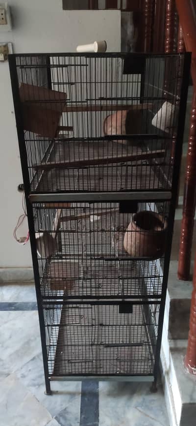 pigeons for sale | cages for sale | pegions pair | beautiful pegions f