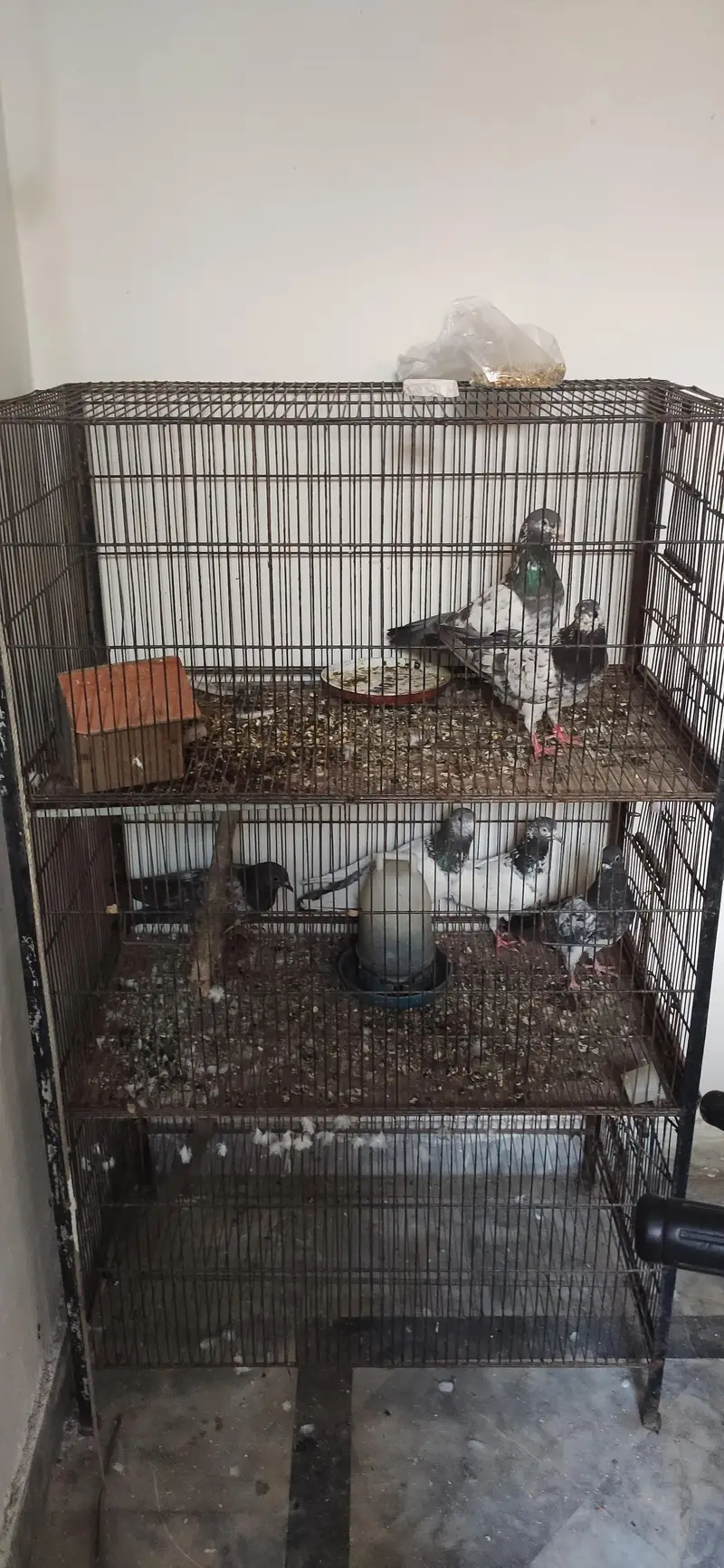 pigeons for sale | cages for sale | pegions pair | beautiful pegions f — photo 2