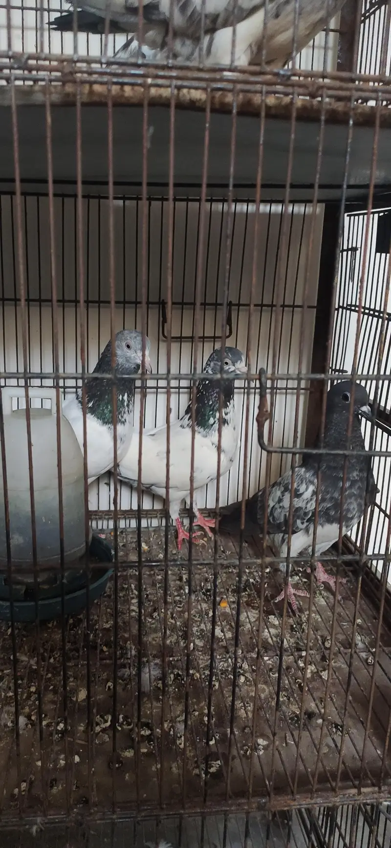 pigeons for sale | cages for sale | pegions pair | beautiful pegions f — photo 3