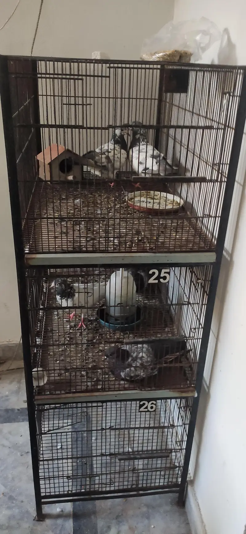 pigeons for sale | cages for sale | pegions pair | beautiful pegions f — photo 4