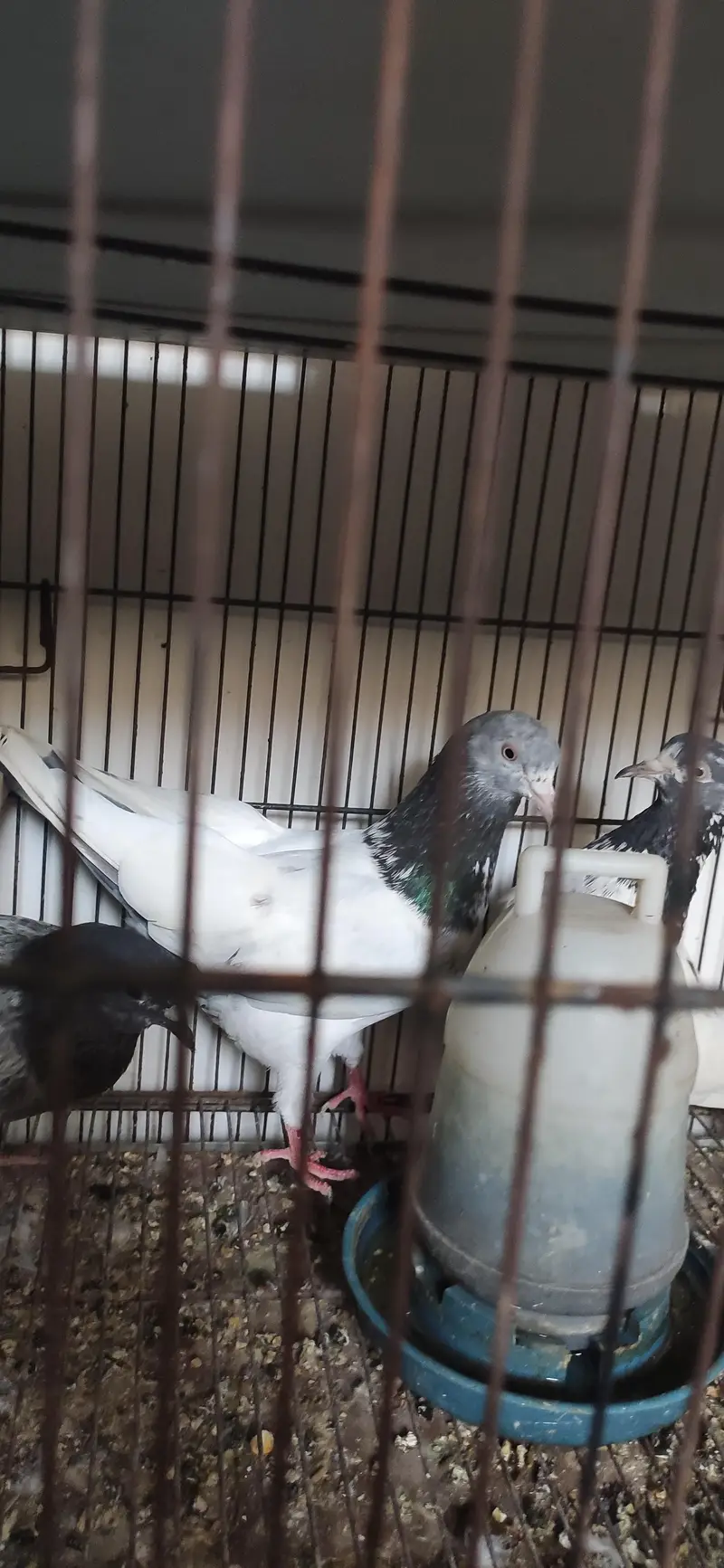 pigeons for sale | cages for sale | pegions pair | beautiful pegions f — photo 5