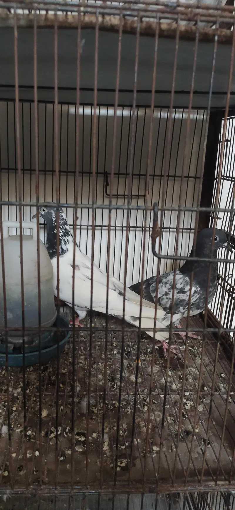 pigeons for sale | cages for sale | pegions pair | beautiful pegions f — photo 6