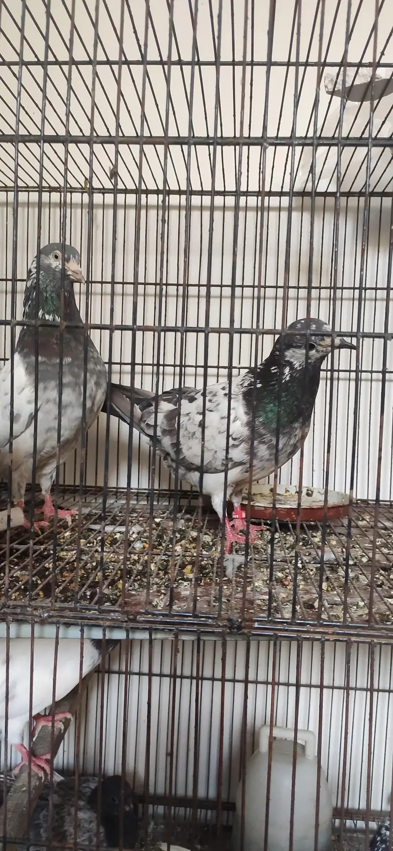 pigeons for sale | cages for sale | pegions pair | beautiful pegions f — photo 7