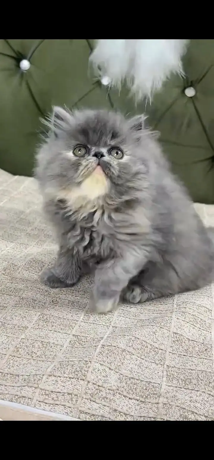 Quality Persian Punch face cat & kittens 03495425573 WhatsApp — photo 3