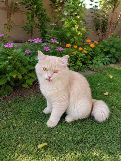 Brown Persian cat