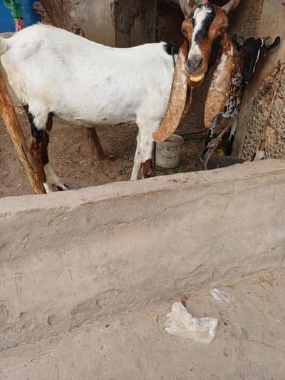 pateri goat for sale