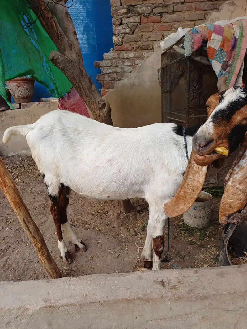 pateri goat for sale — photo 2