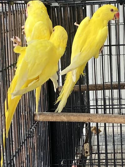 Yellow ringneck pathay available