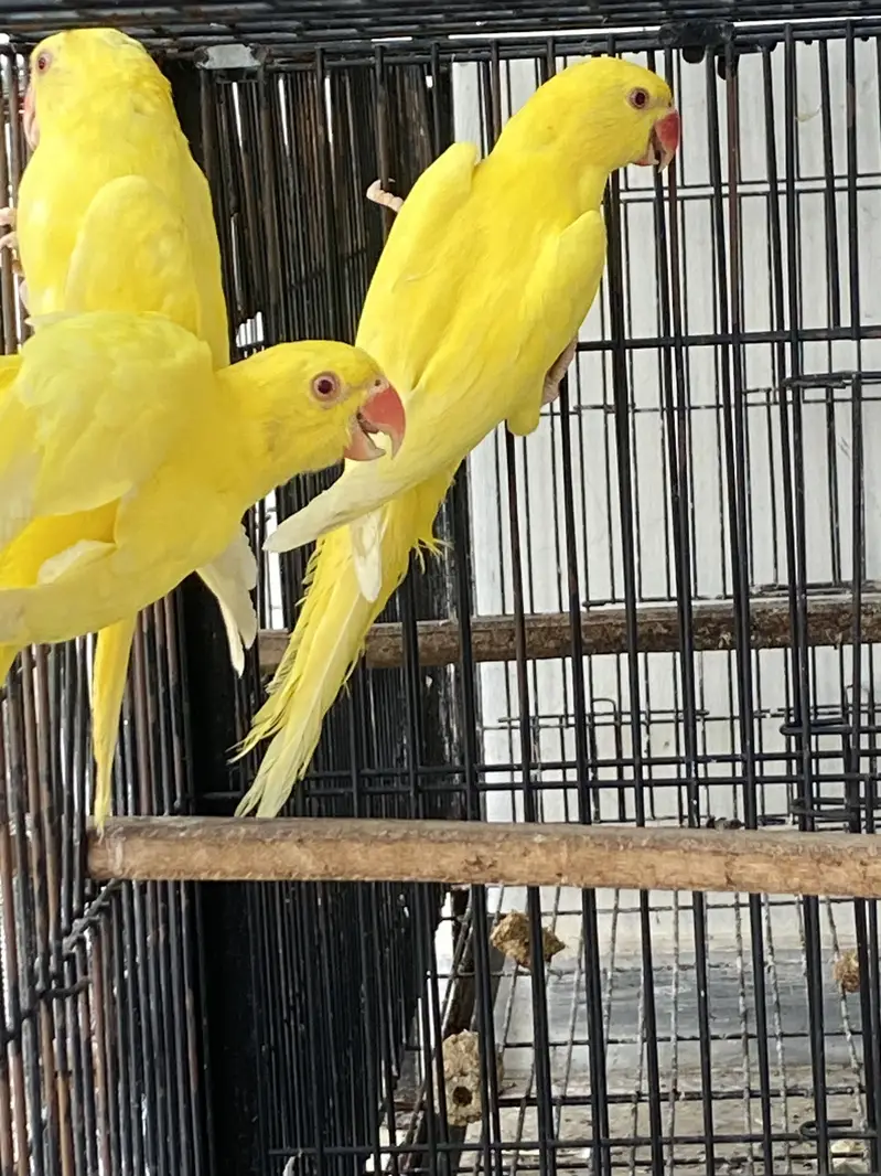 Yellow ringneck pathay available — photo 2