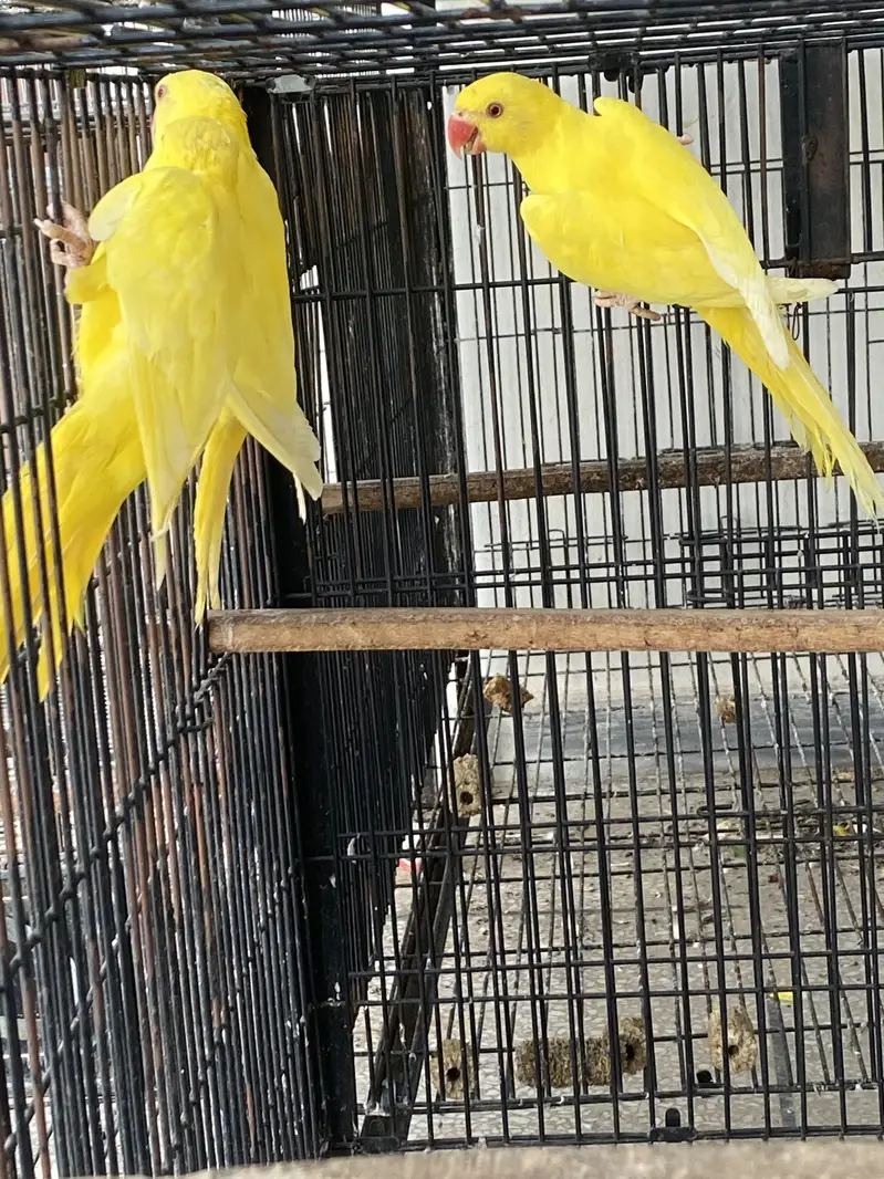 Yellow ringneck pathay available — photo 3