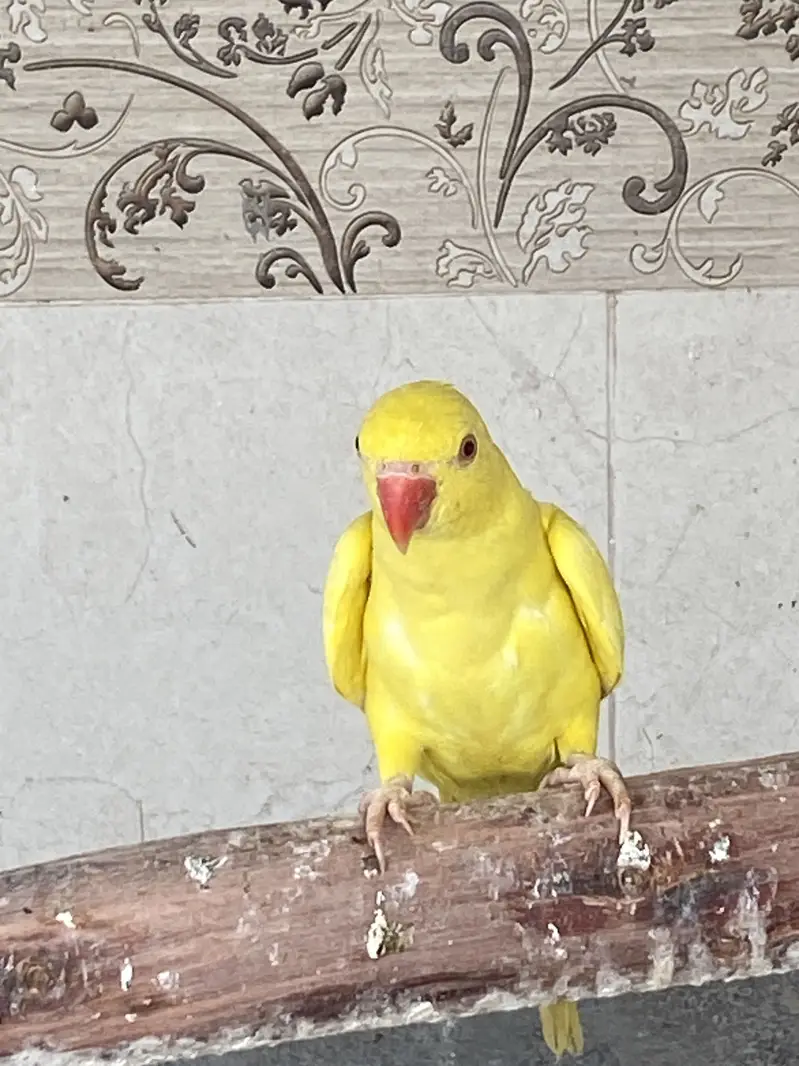 Yellow ringneck pathay available — photo 4