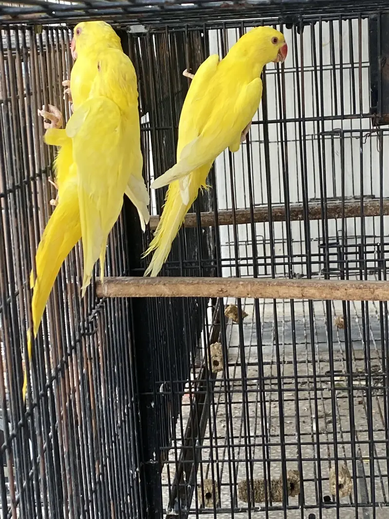 Yellow ringneck pathay available — photo 5