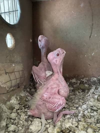 Cocktail Chicks