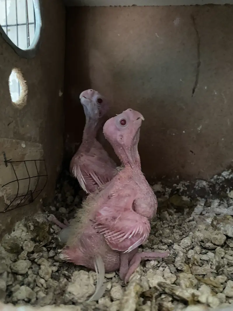 Cocktail Chicks — photo 2