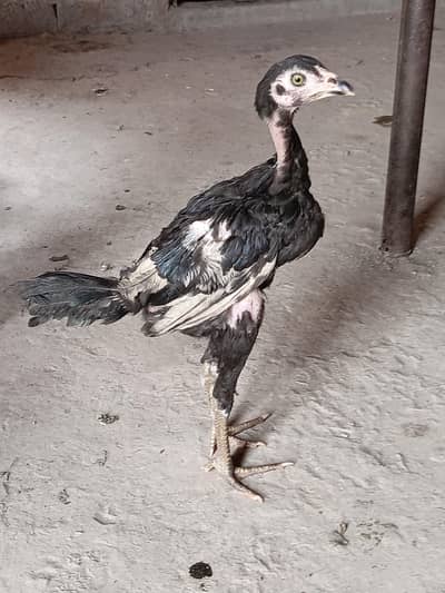 aseel chicks 4 month age