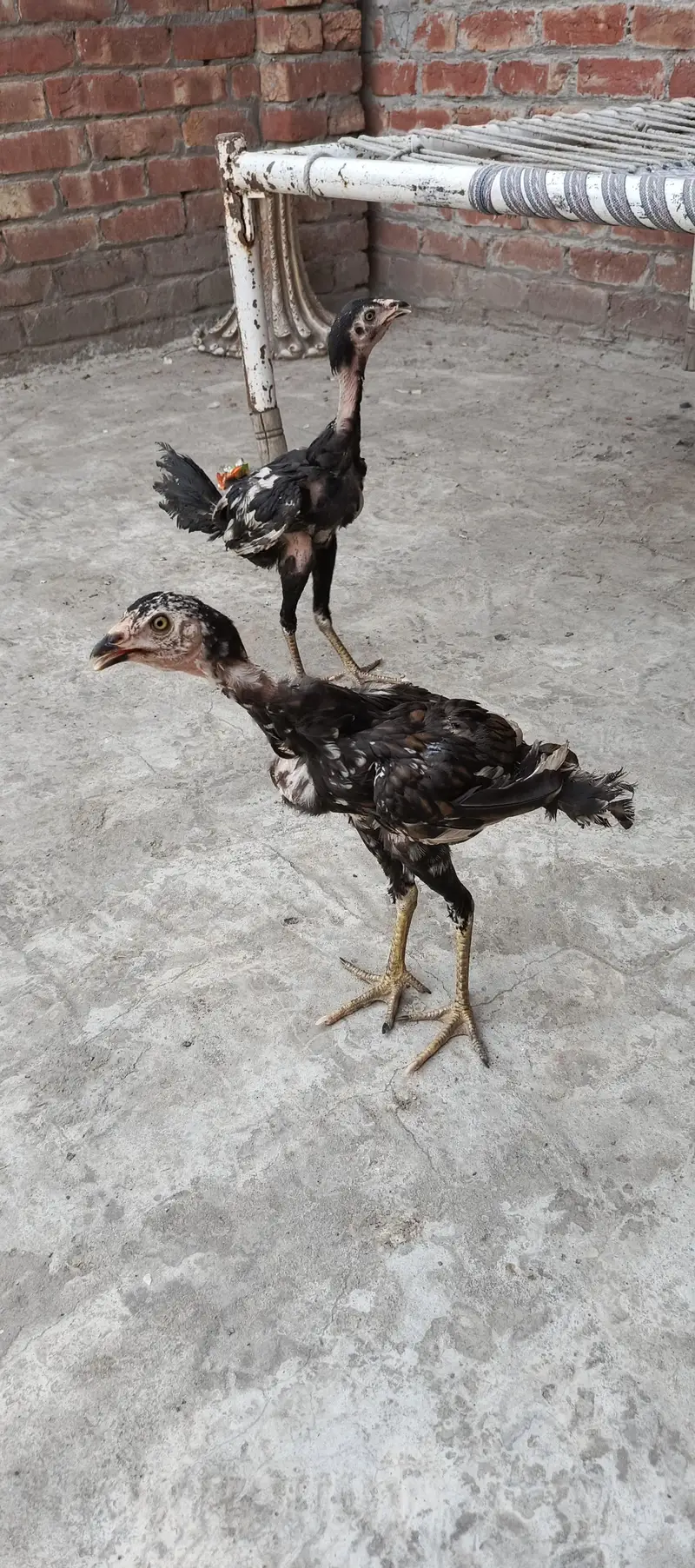 aseel chicks 4 month age — photo 2