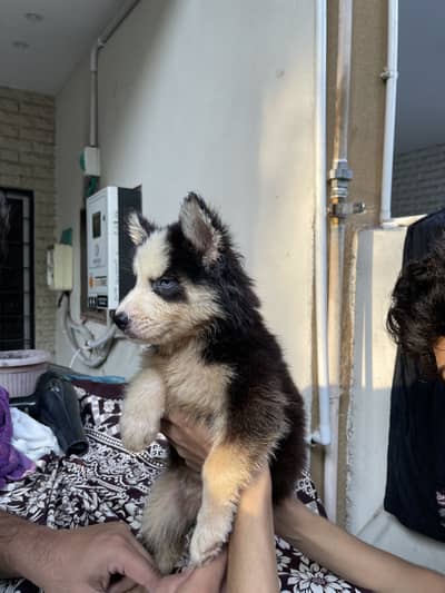 Siberian husky pup