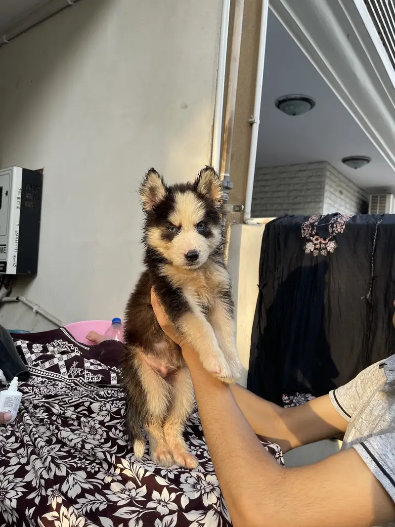 Siberian husky pup — photo 2