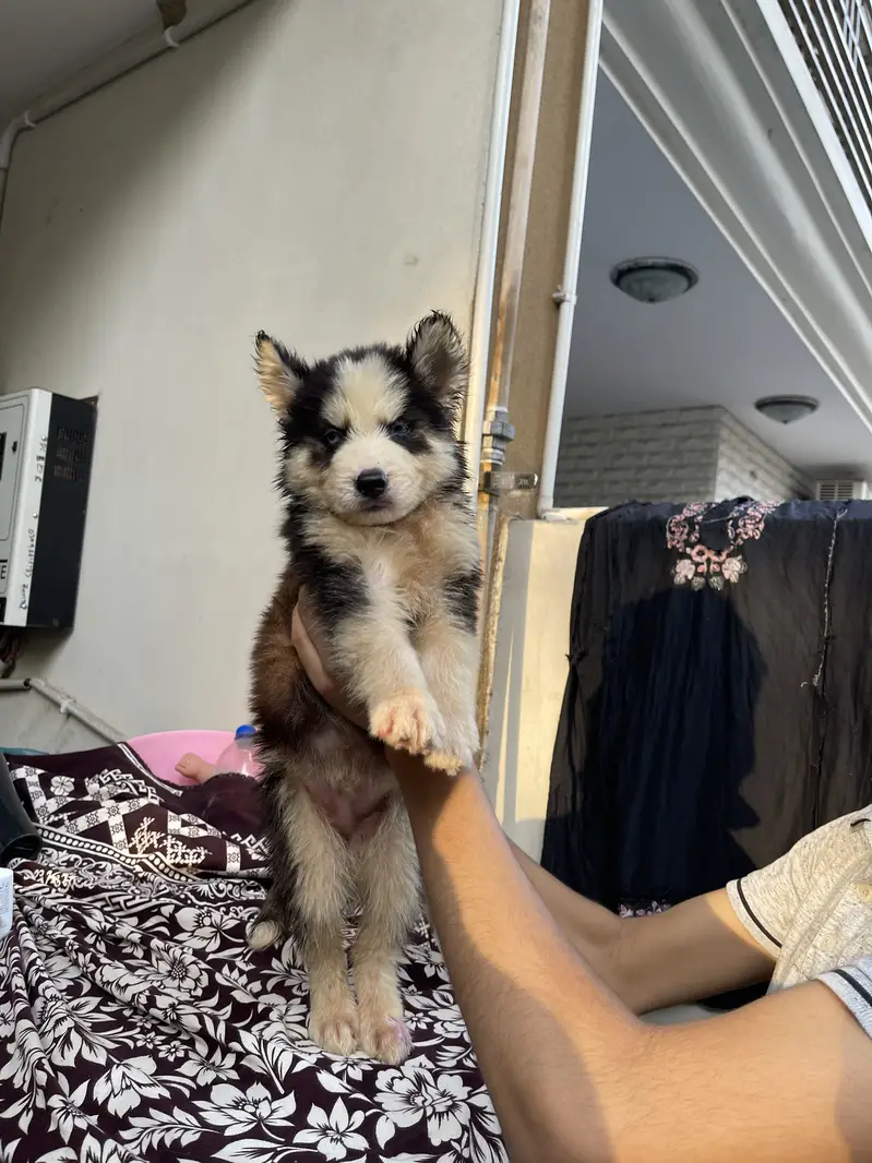 Siberian husky pup — photo 3