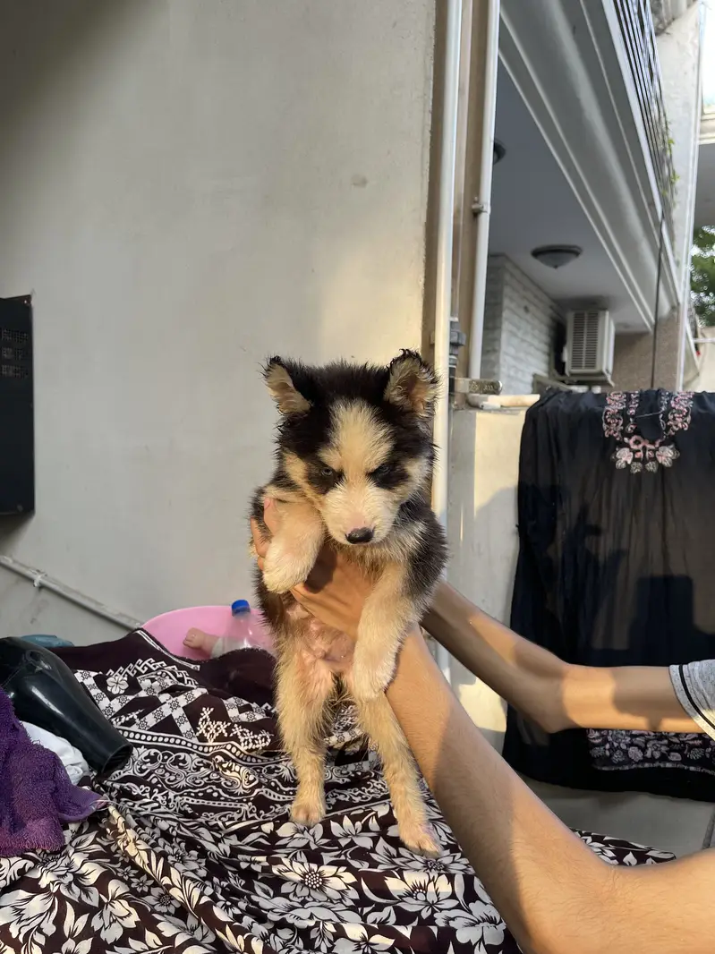 Siberian husky pup — photo 4