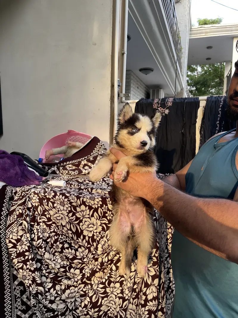 Siberian husky pup — photo 5