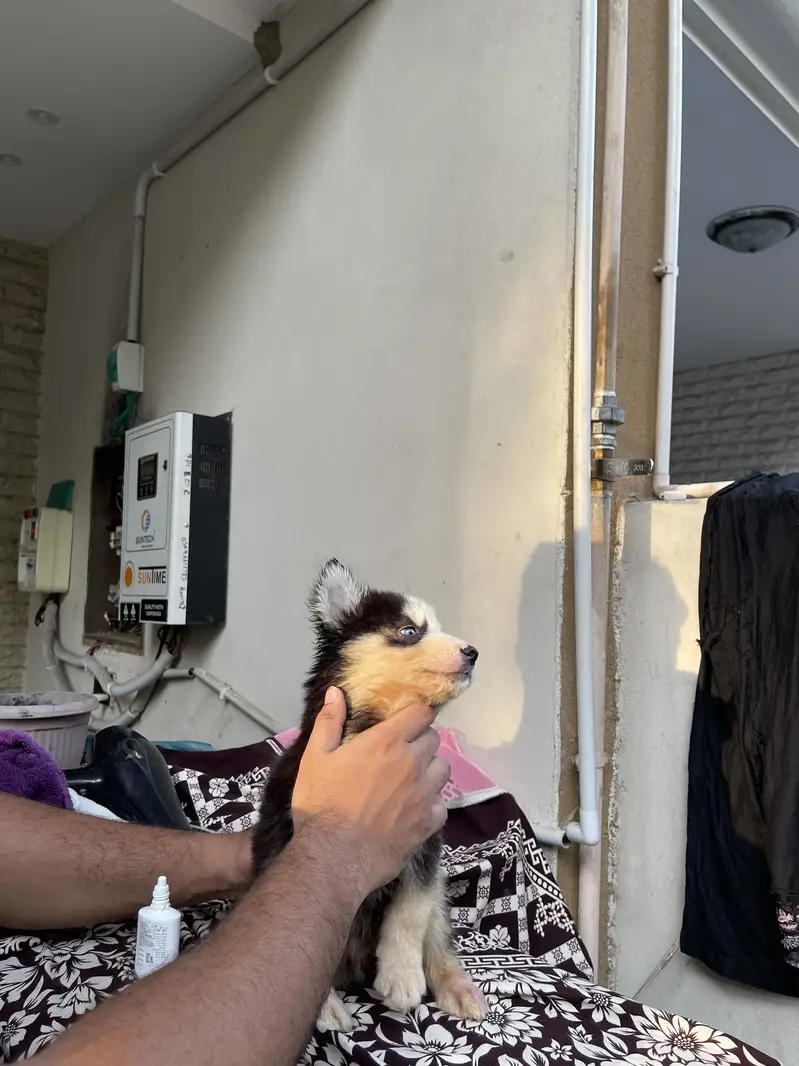 Siberian husky pup — photo 6