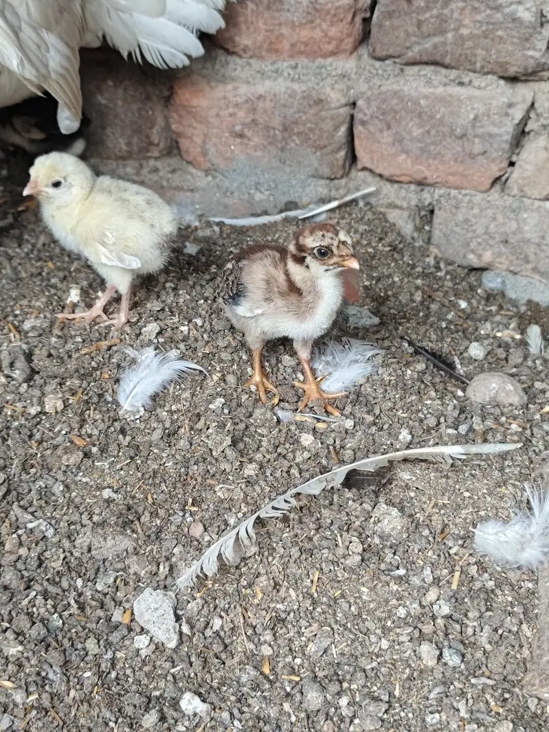 Last 6 piece Aseel Chicks — photo 2
