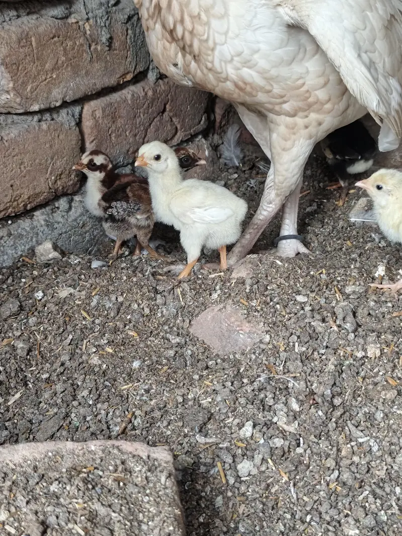 Last 6 piece Aseel Chicks — photo 3