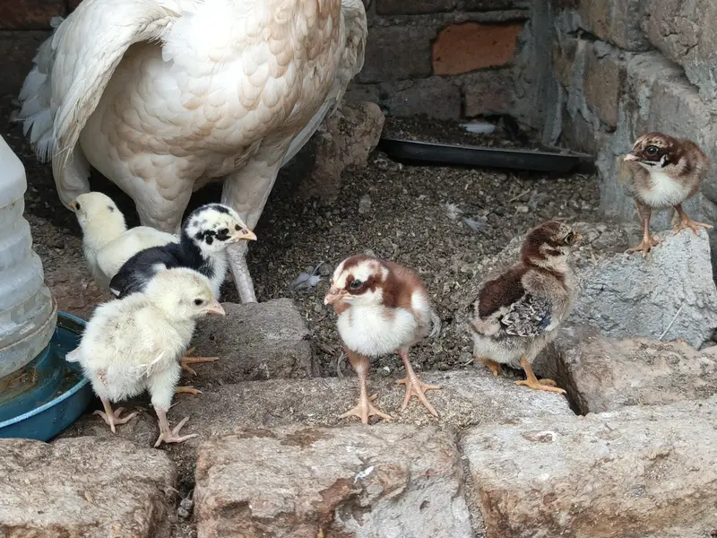 Last 6 piece Aseel Chicks — photo 4