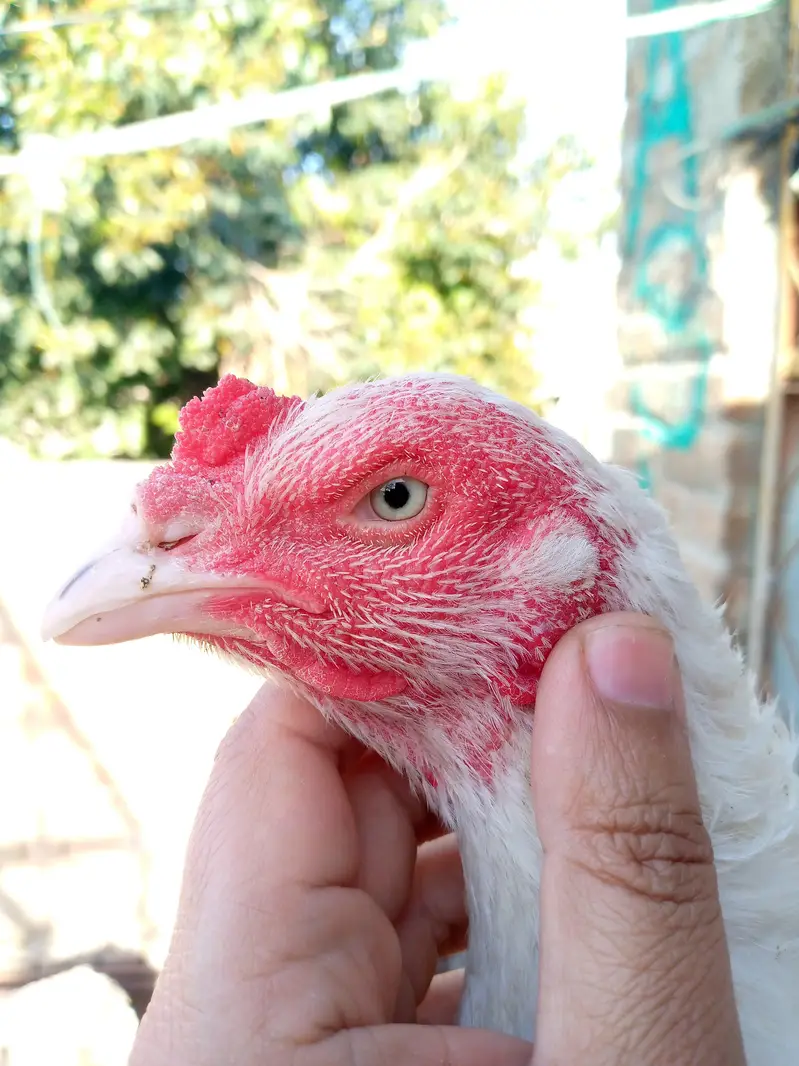 Last 6 piece Aseel Chicks — photo 5