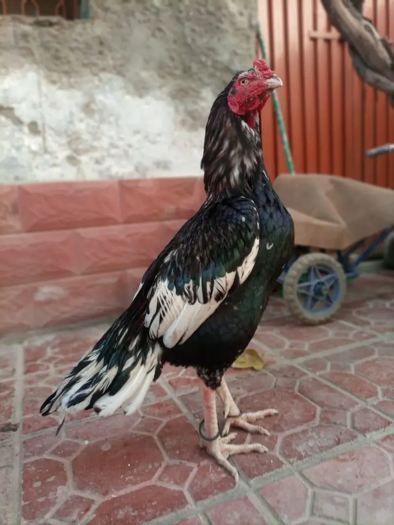 Last 6 piece Aseel Chicks — photo 6