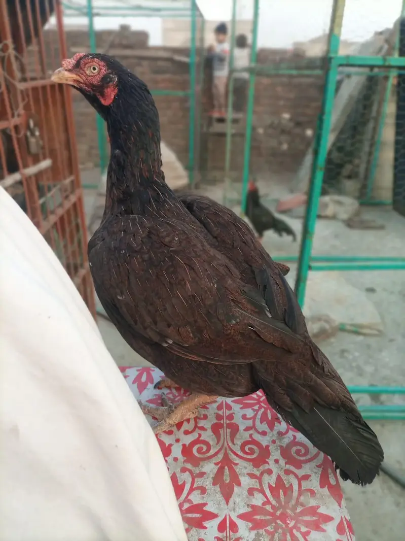 Last 6 piece Aseel Chicks — photo 7