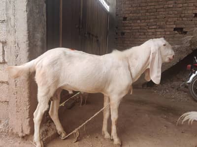 goats for sale beetal and makki cheni and Rajan puri