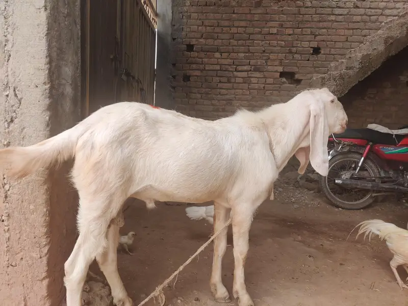 goats for sale beetal and makki cheni and Rajan puri — photo 2