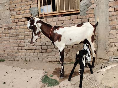 goats for sale beetal and makki cheni and Rajan puri