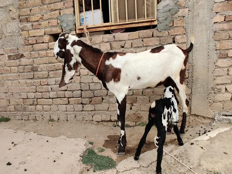 goats for sale beetal and makki cheni and Rajan puri — photo 3