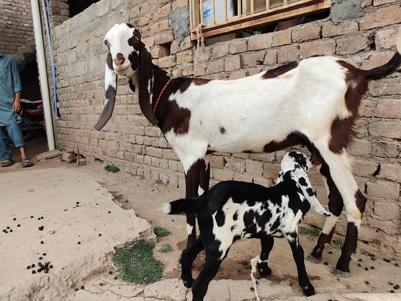 goats for sale beetal and makki cheni and Rajan puri — photo 4