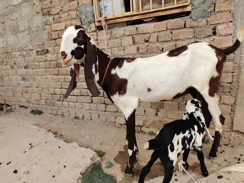 goats for sale beetal and makki cheni and Rajan puri — photo 5