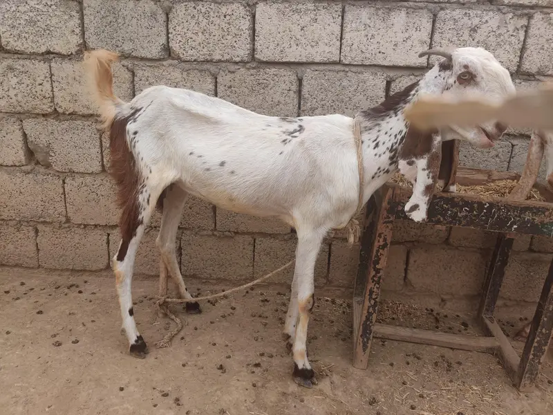 goats for sale beetal and makki cheni and Rajan puri — photo 6
