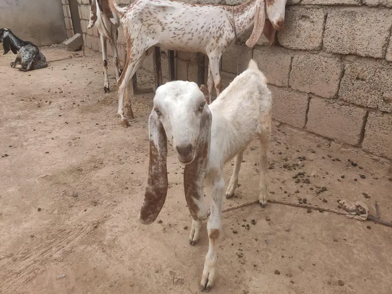 goats for sale beetal and makki cheni and Rajan puri — photo 7