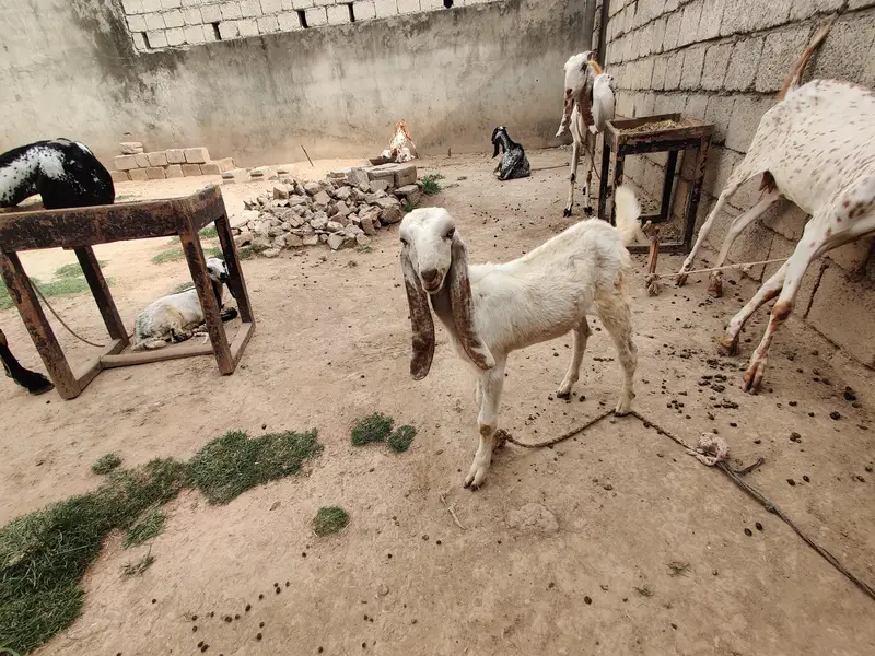 goats for sale beetal and makki cheni and Rajan puri — photo 8